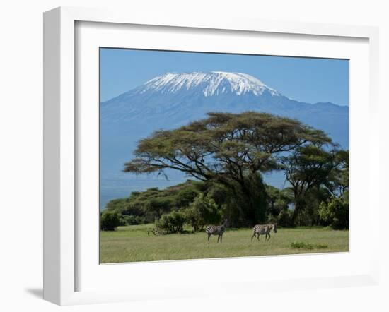 Zebra, Amboseli National Park, With Mount Kilimanjaro in the Background, Kenya, East Africa, Africa-Charles Bowman-Framed Photographic Print