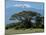 Zebra, Amboseli National Park, With Mount Kilimanjaro in the Background, Kenya, East Africa, Africa-Charles Bowman-Mounted Photographic Print