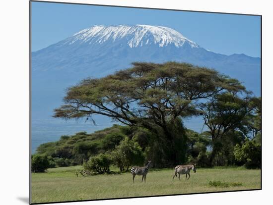 Zebra, Amboseli National Park, With Mount Kilimanjaro in the Background, Kenya, East Africa, Africa-Charles Bowman-Mounted Photographic Print