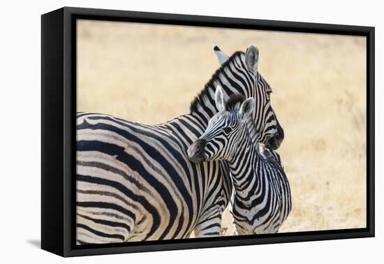 Zebra and Baby-Lantern Press-Framed Stretched Canvas