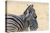 Zebra and Baby-Lantern Press-Stretched Canvas