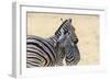 Zebra and Baby-Lantern Press-Framed Art Print