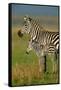 Zebra and Baby-Lantern Press-Framed Stretched Canvas