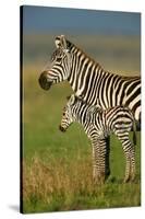 Zebra and Baby-Lantern Press-Stretched Canvas