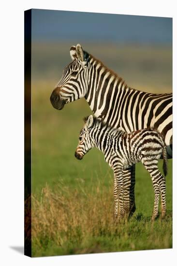 Zebra and Baby-Lantern Press-Stretched Canvas