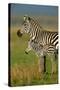 Zebra and Baby-Lantern Press-Stretched Canvas