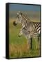 Zebra and Baby-Lantern Press-Framed Stretched Canvas