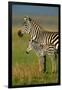 Zebra and Baby-Lantern Press-Framed Premium Giclee Print