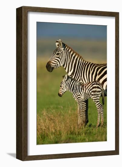 Zebra and Baby-Lantern Press-Framed Art Print