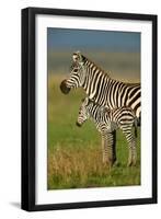 Zebra and Baby-Lantern Press-Framed Art Print