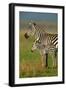 Zebra and Baby-Lantern Press-Framed Art Print