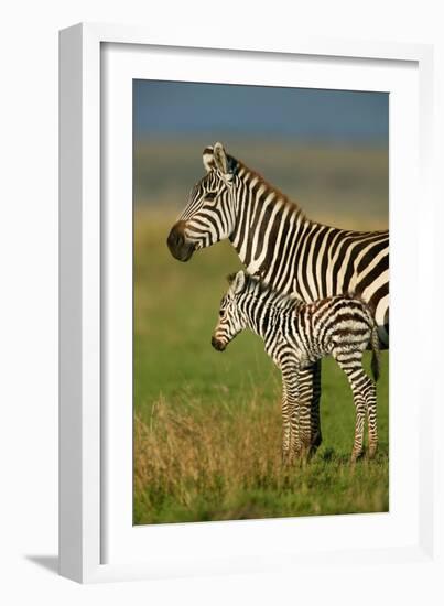 Zebra and Baby-Lantern Press-Framed Art Print