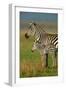 Zebra and Baby-Lantern Press-Framed Art Print