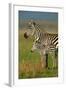 Zebra and Baby-Lantern Press-Framed Art Print