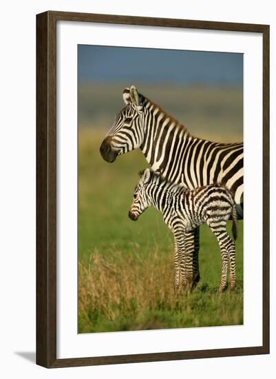 Zebra and Baby-Lantern Press-Framed Art Print