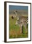 Zebra and Baby-Lantern Press-Framed Art Print