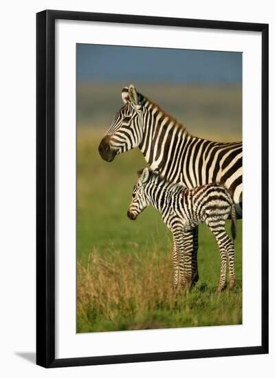 Zebra and Baby-Lantern Press-Framed Art Print