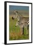 Zebra and Baby-Lantern Press-Framed Art Print