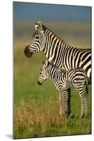 Zebra and Baby-Lantern Press-Mounted Art Print