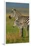 Zebra and Baby-Lantern Press-Framed Art Print