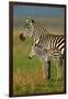 Zebra and Baby-Lantern Press-Framed Art Print