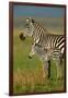 Zebra and Baby-Lantern Press-Framed Art Print