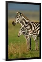 Zebra and Baby-Lantern Press-Framed Art Print