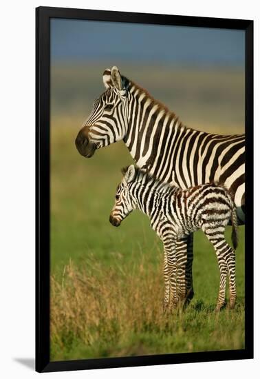 Zebra and Baby-Lantern Press-Framed Art Print