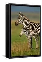 Zebra and Baby-Lantern Press-Framed Stretched Canvas