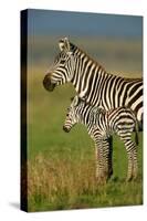 Zebra and Baby-Lantern Press-Stretched Canvas