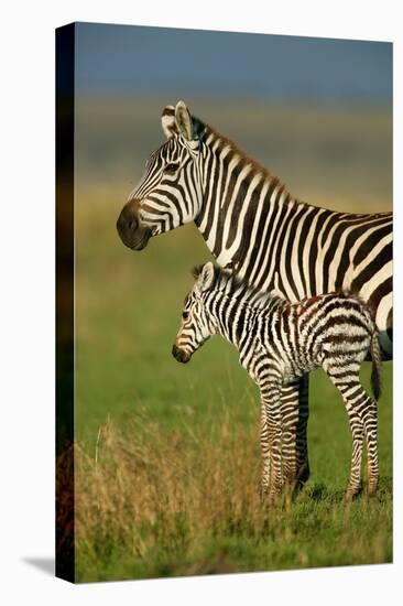 Zebra and Baby-Lantern Press-Stretched Canvas