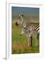 Zebra and Baby-Lantern Press-Framed Art Print