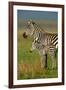 Zebra and Baby-Lantern Press-Framed Art Print