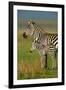 Zebra and Baby-Lantern Press-Framed Art Print