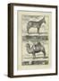 Zebra and Camel-Denis Diderot-Framed Art Print