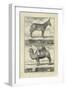 Zebra and Camel-Denis Diderot-Framed Art Print