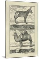 Zebra and Camel-Denis Diderot-Mounted Art Print