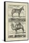 Zebra and Camel-Denis Diderot-Framed Stretched Canvas