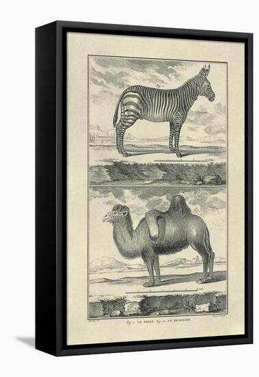 Zebra and Camel-Denis Diderot-Framed Stretched Canvas