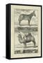 Zebra and Camel-Denis Diderot-Framed Stretched Canvas