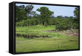 Zebra and Impala at Waterhole, South Luangwa National Park, Zambia, Africa-Janette Hill-Framed Stretched Canvas