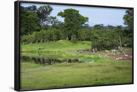 Zebra and Impala at Waterhole, South Luangwa National Park, Zambia, Africa-Janette Hill-Framed Photographic Print