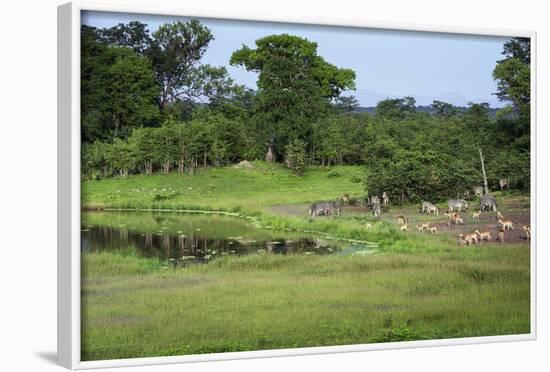 Zebra and Impala at Waterhole, South Luangwa National Park, Zambia, Africa-Janette Hill-Framed Photographic Print