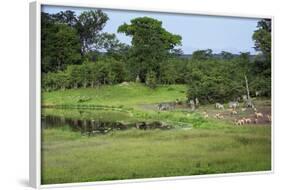 Zebra and Impala at Waterhole, South Luangwa National Park, Zambia, Africa-Janette Hill-Framed Photographic Print