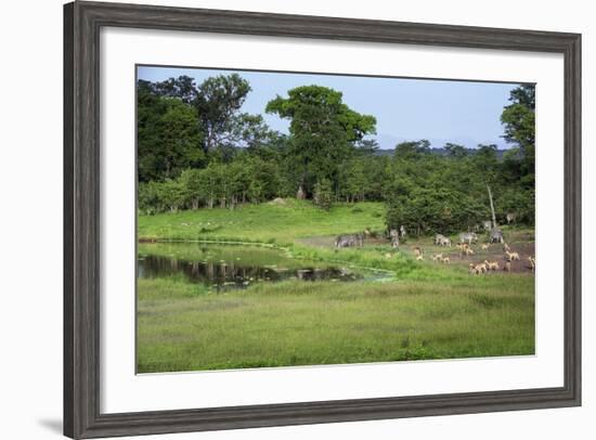 Zebra and Impala at Waterhole, South Luangwa National Park, Zambia, Africa-Janette Hill-Framed Photographic Print