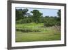 Zebra and Impala at Waterhole, South Luangwa National Park, Zambia, Africa-Janette Hill-Framed Photographic Print