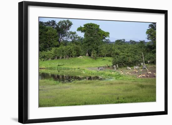 Zebra and Impala at Waterhole, South Luangwa National Park, Zambia, Africa-Janette Hill-Framed Photographic Print