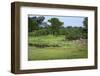 Zebra and Impala at Waterhole, South Luangwa National Park, Zambia, Africa-Janette Hill-Framed Photographic Print