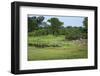 Zebra and Impala at Waterhole, South Luangwa National Park, Zambia, Africa-Janette Hill-Framed Photographic Print