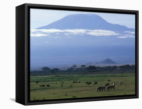 Zebra and Wildebeest under Mt. Kilimanjaro, Amboseli National Park, Kenya-Paul Souders-Framed Stretched Canvas